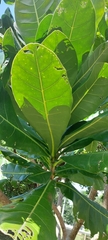 Terminalia catappa
