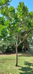 Terminalia catappa