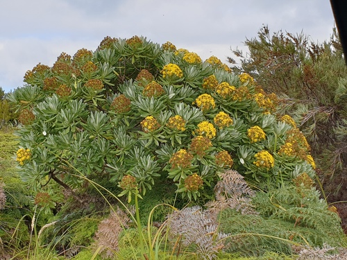 Brachyglottis huntii (F.Muell.) B.Nord.