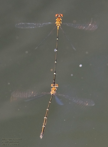 Orange-striped Threadtail photo 3
