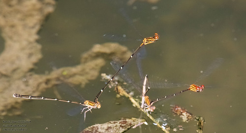 Orange-striped Threadtail photo 4