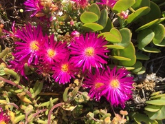 Lampranthus vernalis