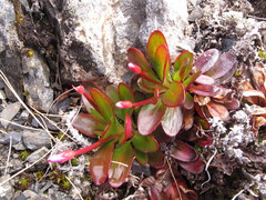Epilobium crassum