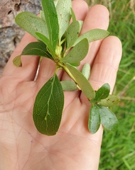 Coprosma chathamica