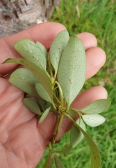 Coprosma chathamica
