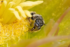 Dufourea echinocacti