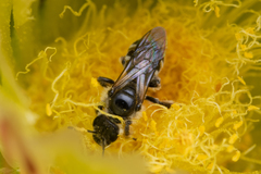 Dufourea echinocacti