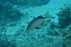 Bodianus loxozonus