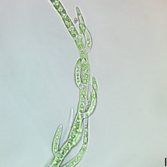 Stigeoclonium
