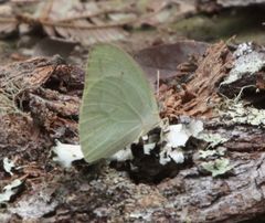 Catopsilia florella