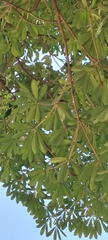 Alstonia scholaris