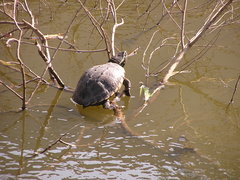 Malayemys macrocephala