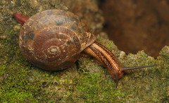 Camaena yulinensis