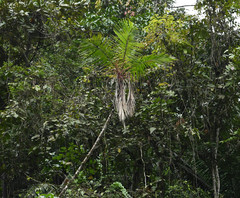 Prestoea