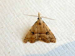 Trigonistis asthenopa