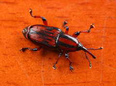 Odoiporus longicollis