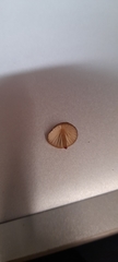 Mycena kuurkacea