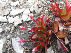 Epilobium crassum