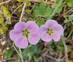 Geranium traversii