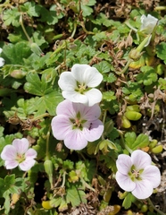 Geranium traversii