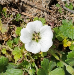 Geranium traversii