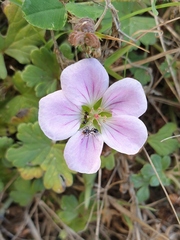 Geranium traversii