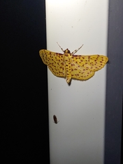 Polygrammodes eleuata