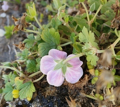 Geranium traversii