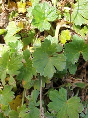 Geranium traversii