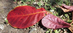 Terminalia catappa