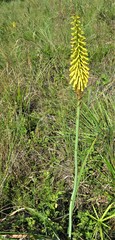 Kniphofia laxiflora