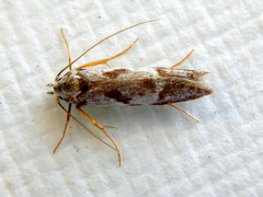 Oxythecta hieroglyphica