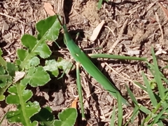 Acrida acuminata