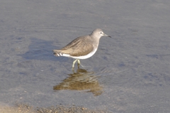 Tringa ochropus