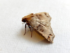 Lithilaria proestans