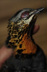 Arborophila rufogularis