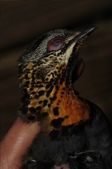 Arborophila rufogularis