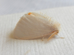 Euproctis panabra