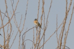 Fringilla montifringilla