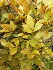 Pseudopanax discolor