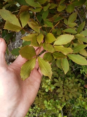 Pseudopanax discolor