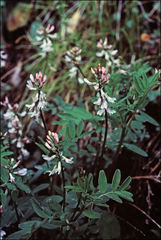 Astragalus robbinsii