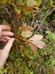 Pseudopanax discolor
