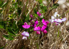 Dipogon lignosus