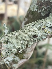 Fungi