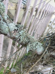 Fungi