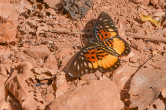 Pseudacraea warburgi