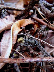 Camponotus auriventris