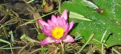 Nymphaea