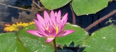 Nymphaea